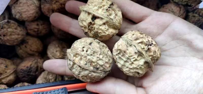 云南麻子核桃全新货米子白核桃一件代发全国发货