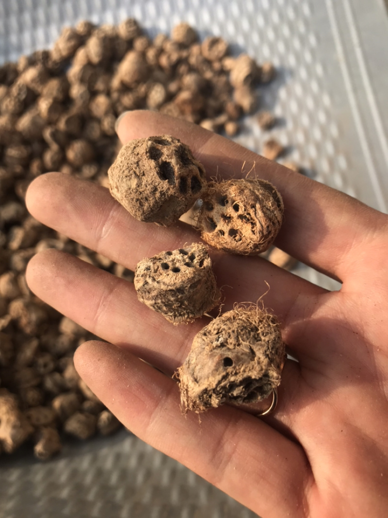 藕节保庆药业批发藕节实物拍摄中药材藕节干藕节