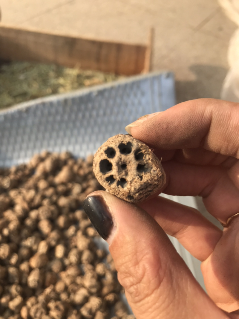 藕节保庆药业批发藕节实物拍摄中药材藕节干藕节