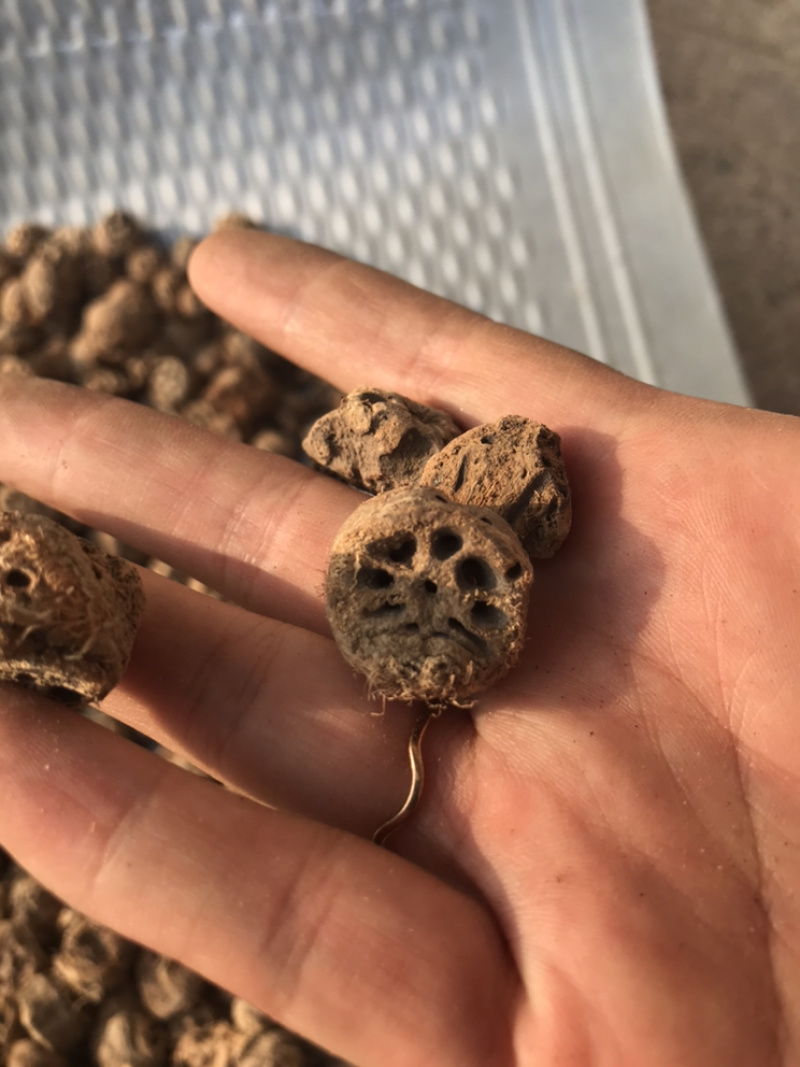 藕节保庆药业批发藕节实物拍摄中药材藕节干藕节