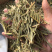 铁树叶苏铁叶保庆药业批发中药材铁树叶实物拍摄！