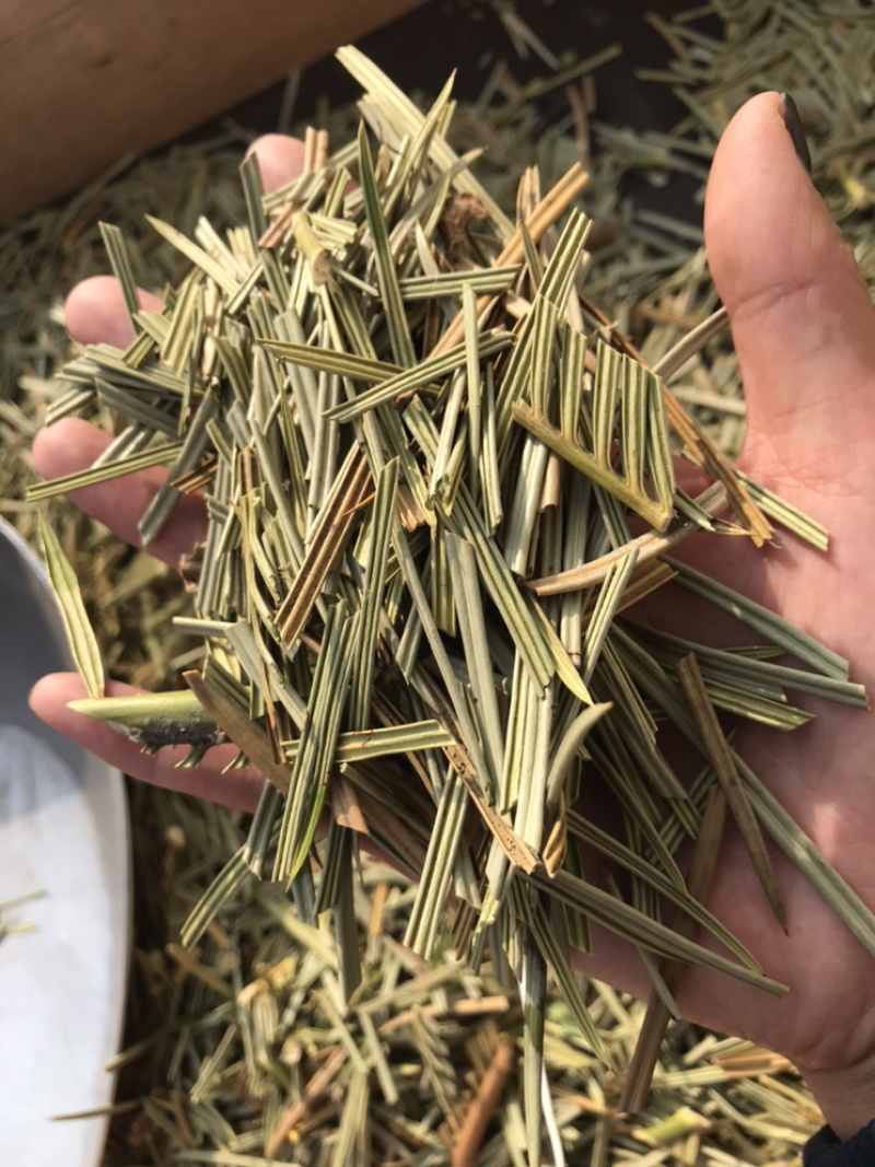 铁树叶苏铁叶保庆药业批发中药材铁树叶实物拍摄！