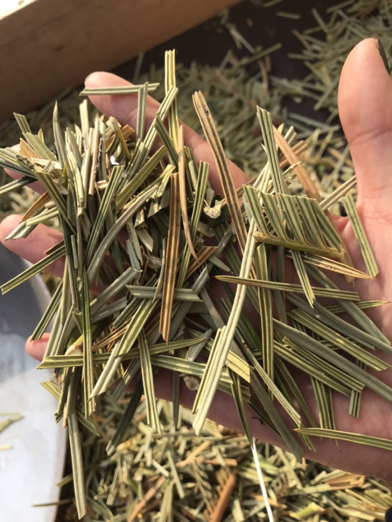 铁树叶苏铁叶保庆药业批发中药材铁树叶实物拍摄！