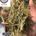 铁树叶苏铁叶保庆药业批发中药材铁树叶实物拍摄！