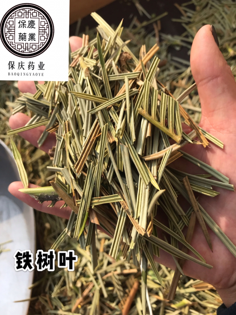 铁树叶苏铁叶保庆药业批发中药材铁树叶实物拍摄！