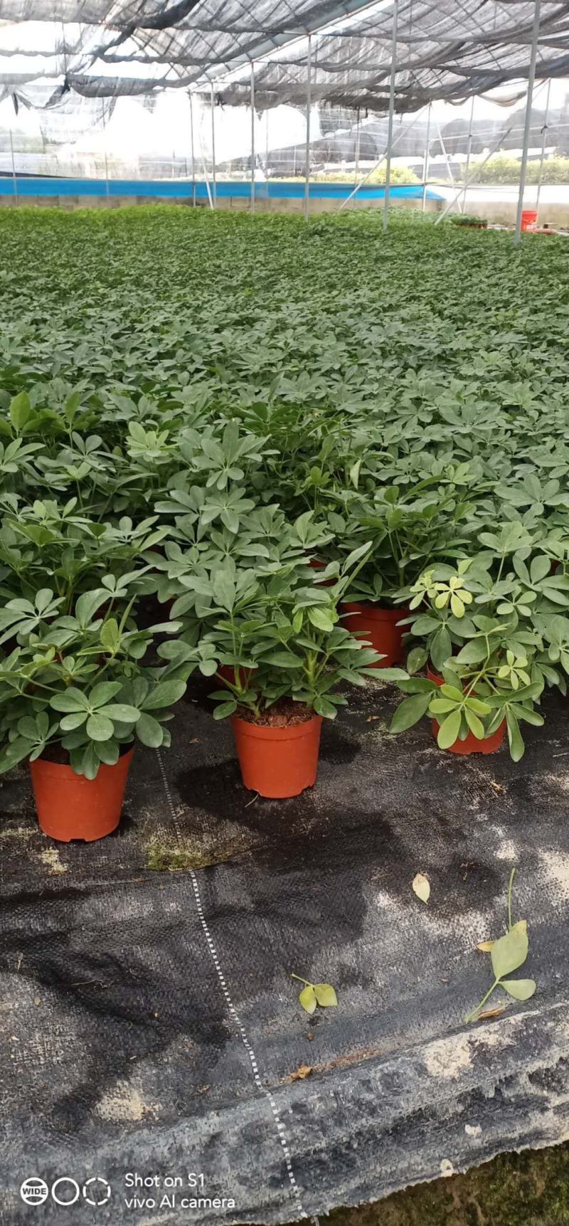 鸭脚木盆栽基地直供90规格40装110规格30装
