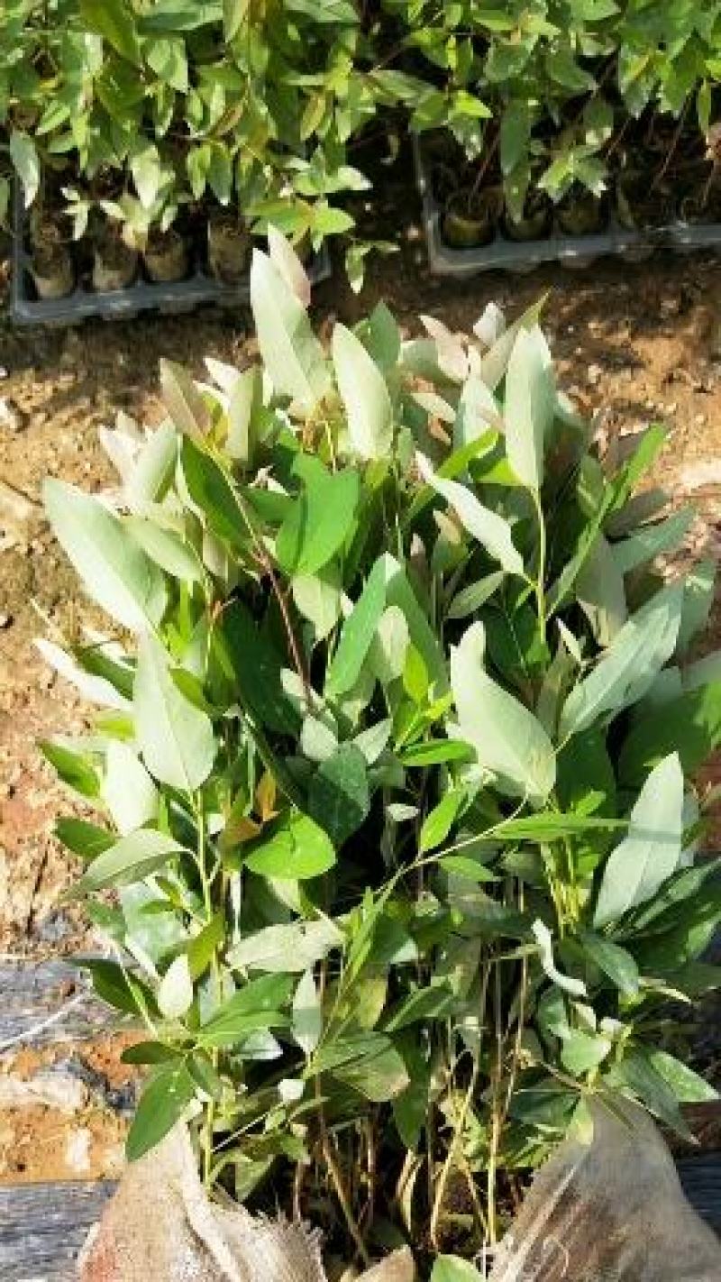 优质桉树二十九号幼苗，基地先挖精品苗，易成活，欢迎咨询