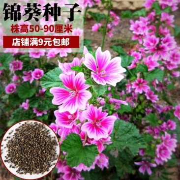 锦葵花种子荆葵四季可播易种花卉种子庭院植物多年生