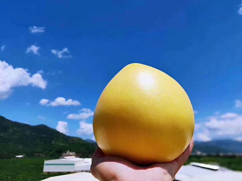 基地直供，一手货源，品质保证