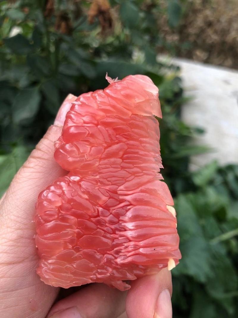 基地直供，一手货源，品质保证