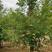 【精选橡树】红橡娜塔栎，舒玛栎，无坊布袋，无损移植