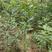 【精选橡树】红橡娜塔栎，舒玛栎，无坊布袋，无损移植