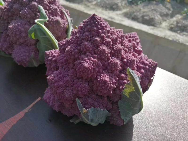 宝塔花菜紫花菜紫色宝塔花菜特菜有机蔬菜