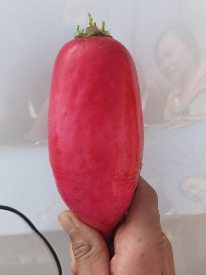红皮萝卜萝卜个头匀称，商品性好口感好
