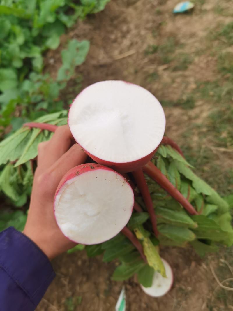 红皮萝卜萝卜个头匀称，商品性好口感好