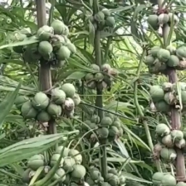 云南蒙自中红花滇黄精种子，自己的基地品质有保障，全国可种