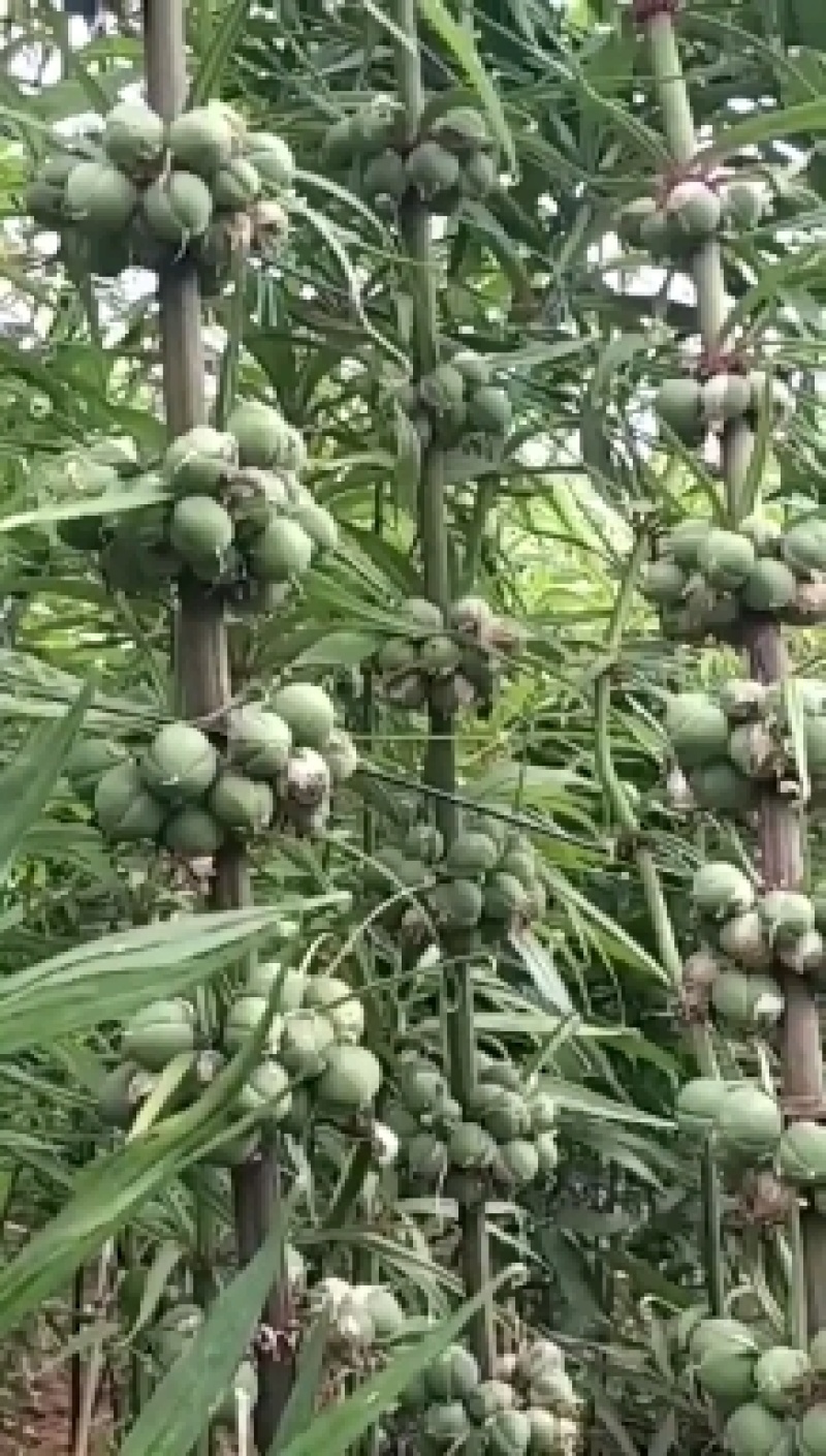 云南蒙自中红花滇黄精种子，自己的基地品质有保障，全国可种