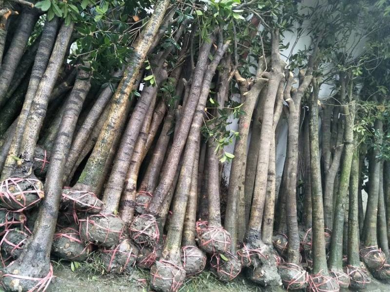 【信誉商家】棒棒桂花质量保证成活率高量大视频看货