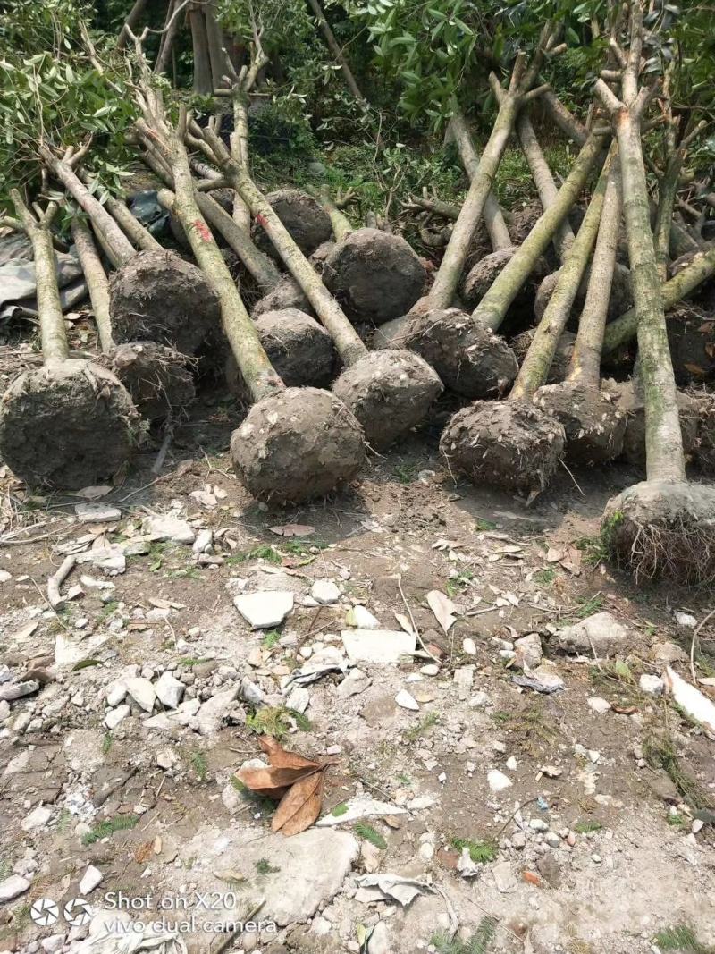 【信誉商家】棒棒桂花质量保证成活率高量大视频看货