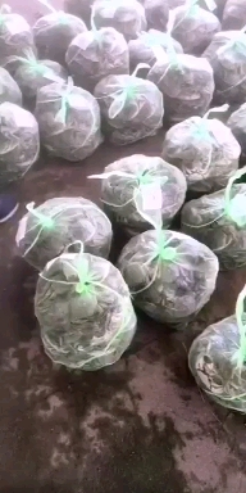 江苏精品大闸蟹4两公蟹批发价