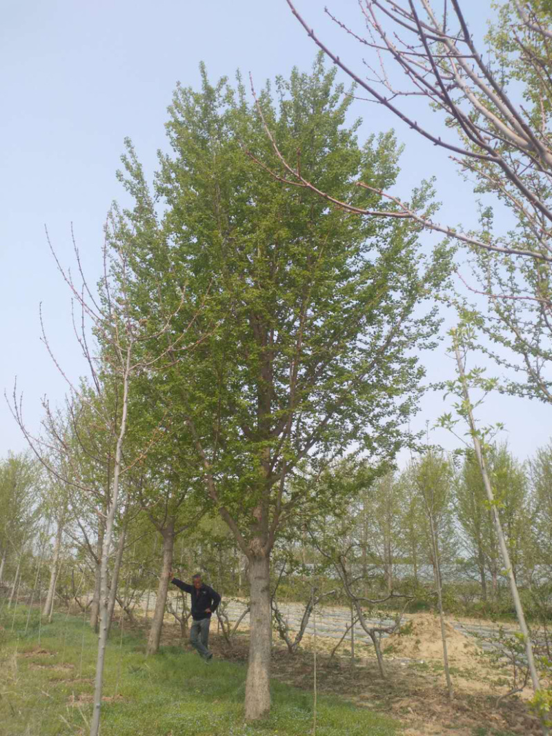 银杏大规格银杏树货源充足产地直供，优质，低价保证质量，