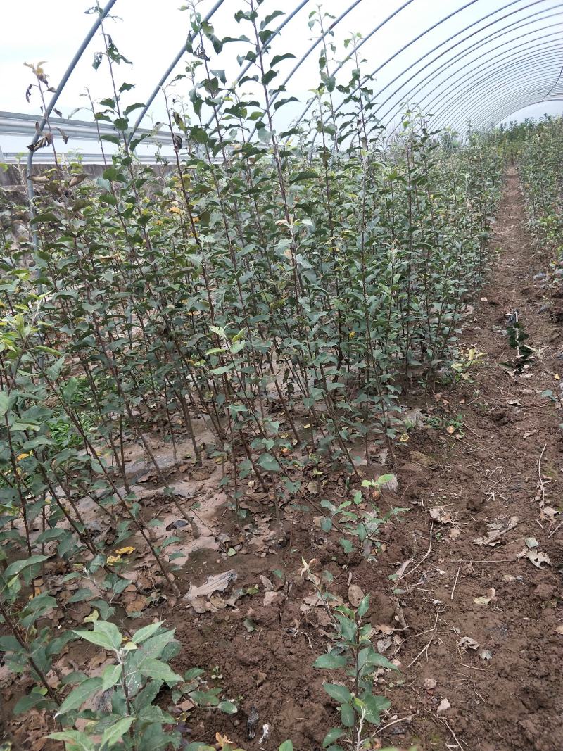 苹果苗冰糖心红富士苗保证品种质量