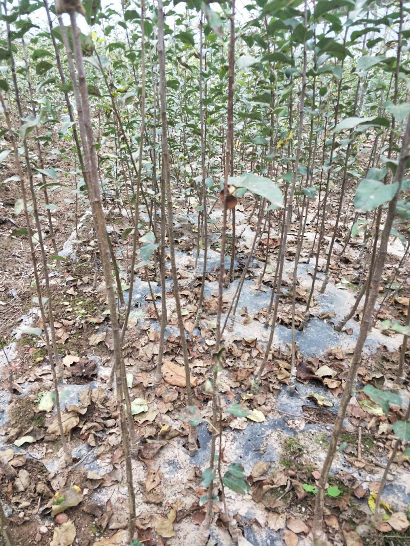 苹果苗冰糖心红富士苗保证品种质量