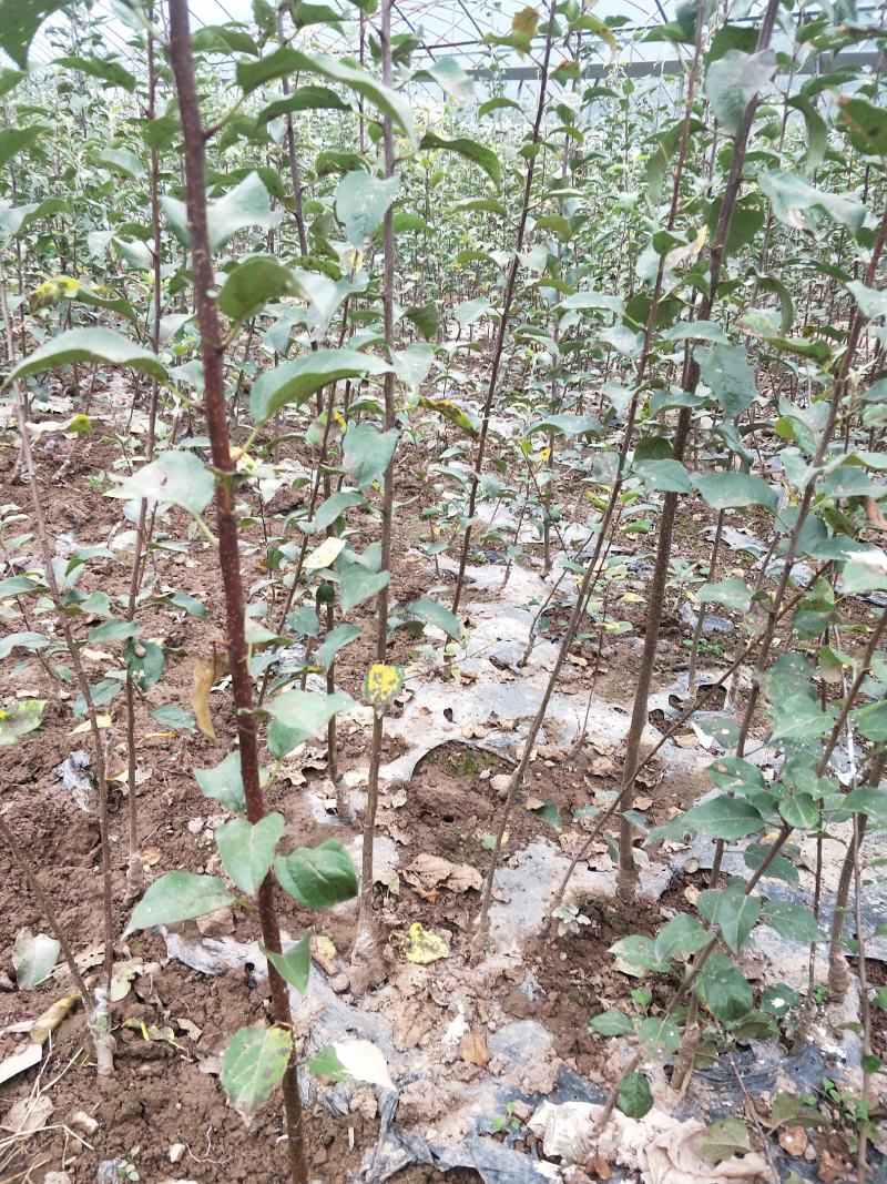 苹果苗冰糖心红富士苗保证品种质量