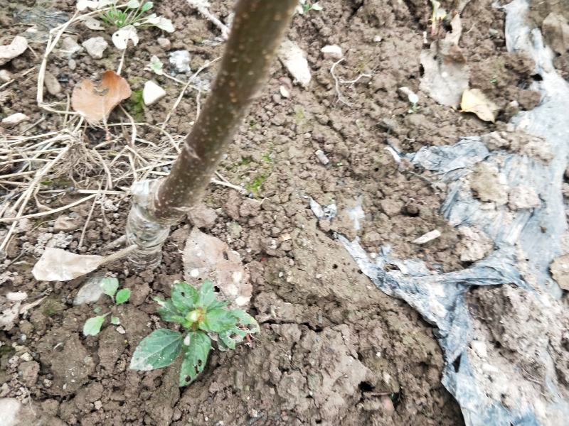 苹果苗冰糖心红富士苗保证品种质量