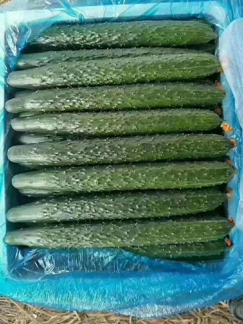 青瓜18~22公分干花带刺，各种蔬菜配车