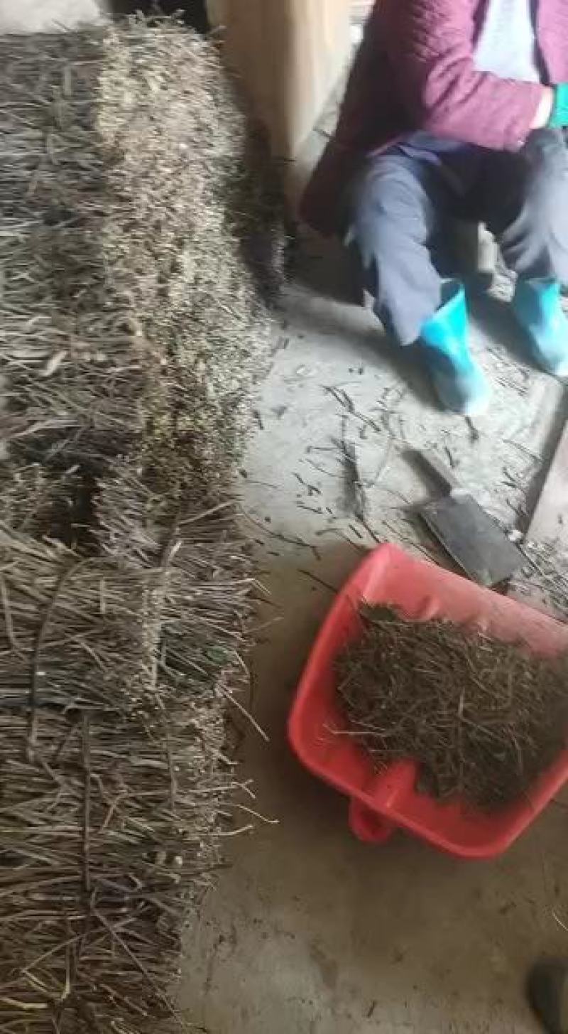 何首乌苗产地供应按要求完成各种规格苗技术参考供应