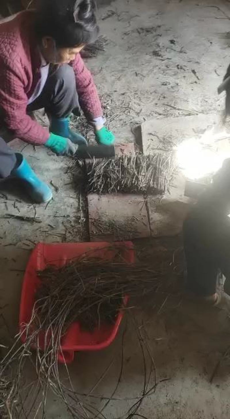 何首乌苗产地供应按要求完成各种规格苗技术参考供应