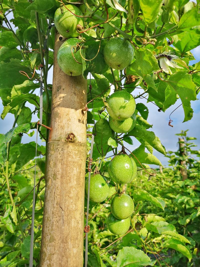 桂辉牌香蜜黄金百香果