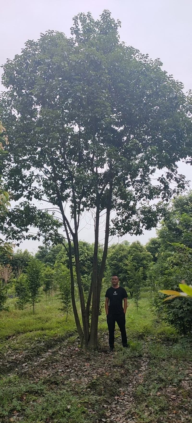 丛生香樟质量保证樟树低价出售基地发货视频看货