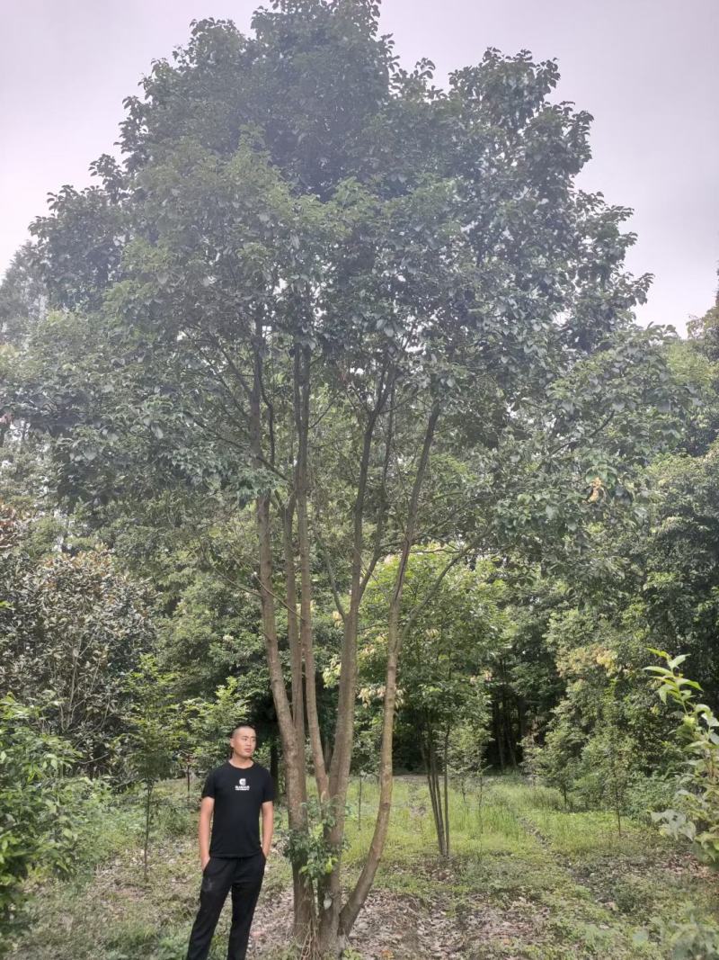 丛生香樟质量保证樟树低价出售基地发货视频看货