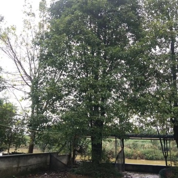 丛生香樟质量保证樟树低价出售基地发货视频看货