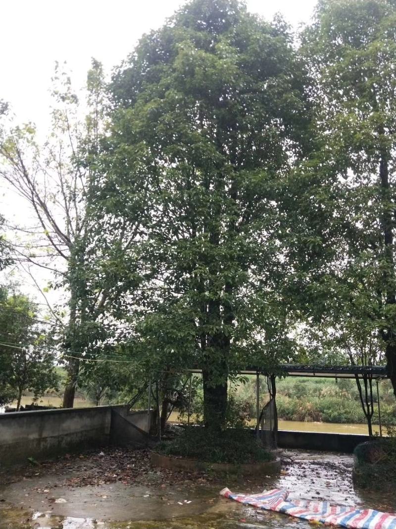 丛生香樟质量保证樟树低价出售基地发货视频看货
