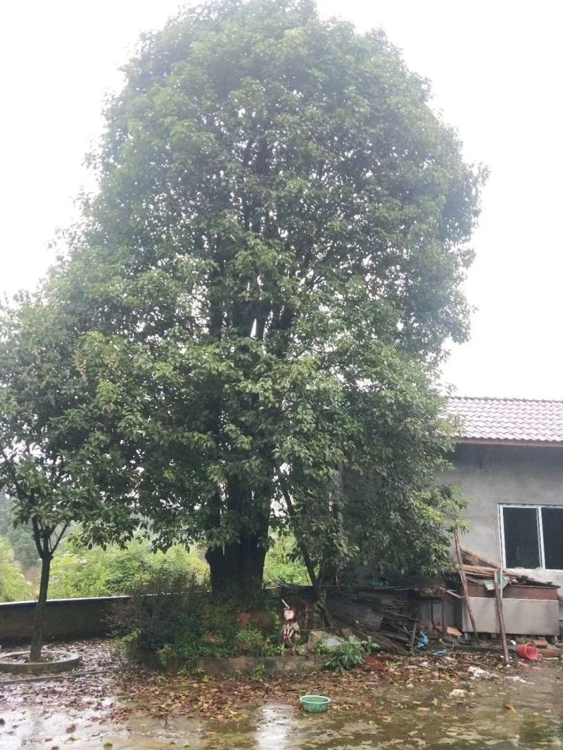 丛生香樟质量保证樟树低价出售基地发货视频看货