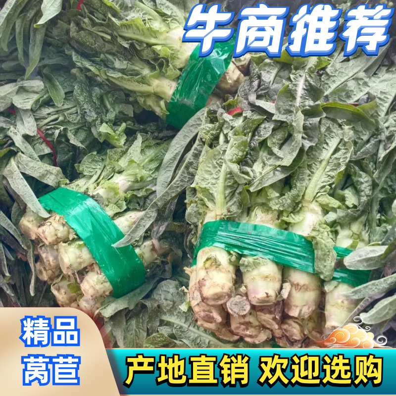 莴笋河南开封通许大量供应，产地直销，一手货源