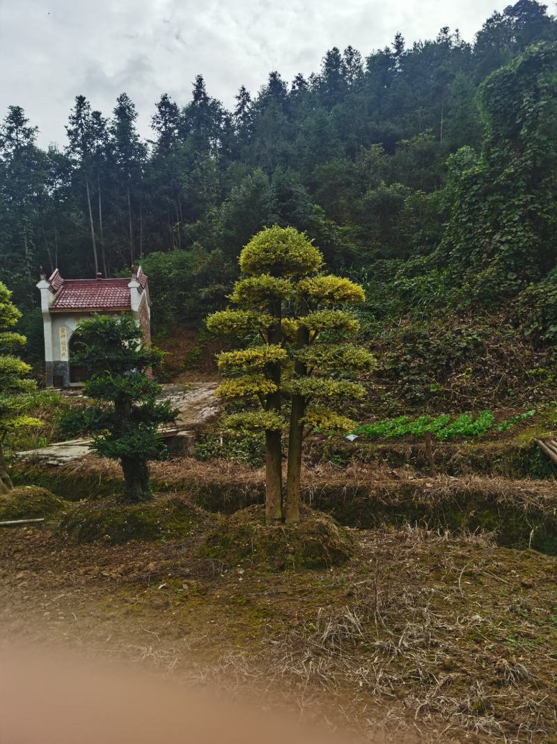 金姬女贞桩，金姬女贞桩头供应，金姬女贞桩头基地