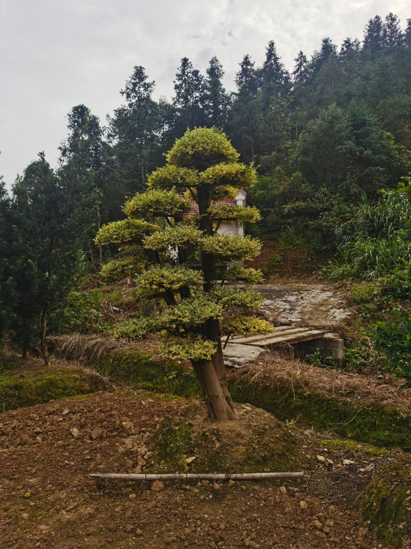 金姬女贞桩，金姬女贞桩头供应，金姬女贞桩头基地