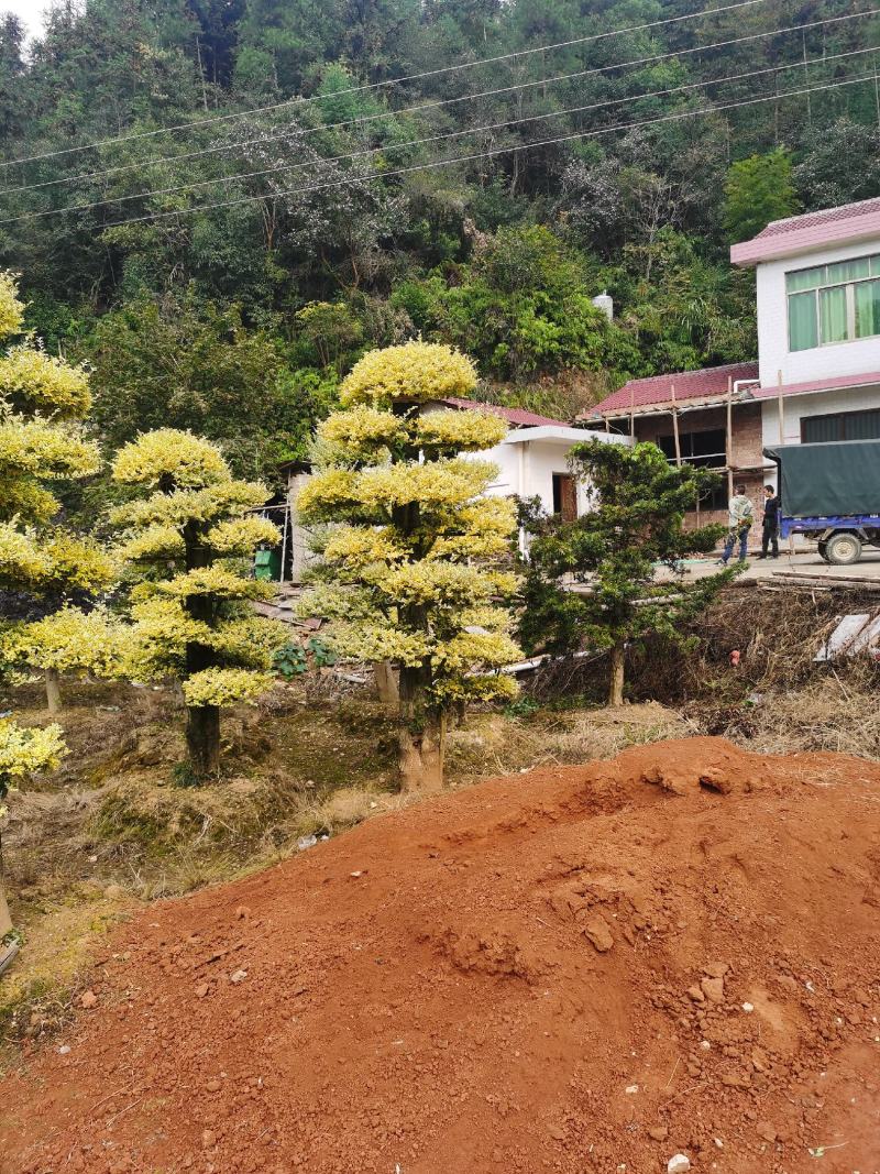 金姬女贞桩，金姬女贞桩头供应，金姬女贞桩头基地