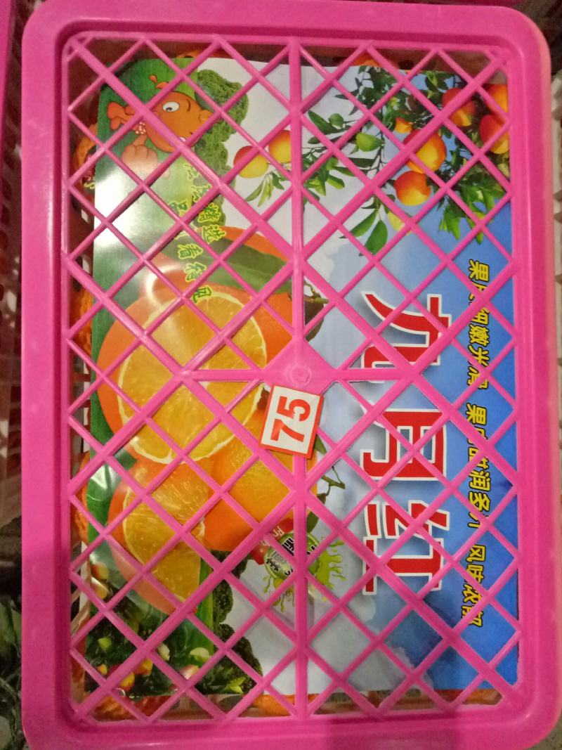 秭归九月红，产地自销，货源充足，果园订购。