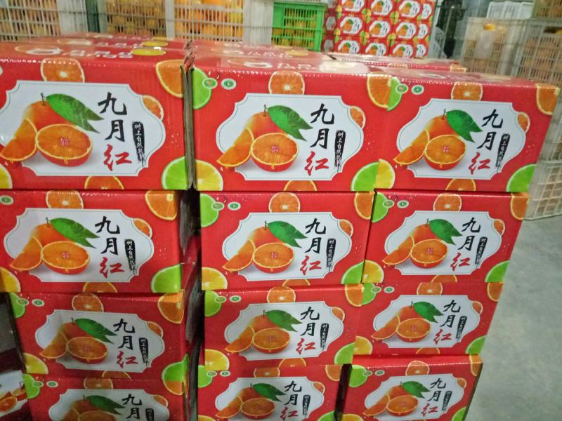 秭归九月红，产地自销，货源充足，果园订购。