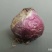 荷兰进口风信子种球球根盆栽土培水培植物家庭室内阳台花园种
