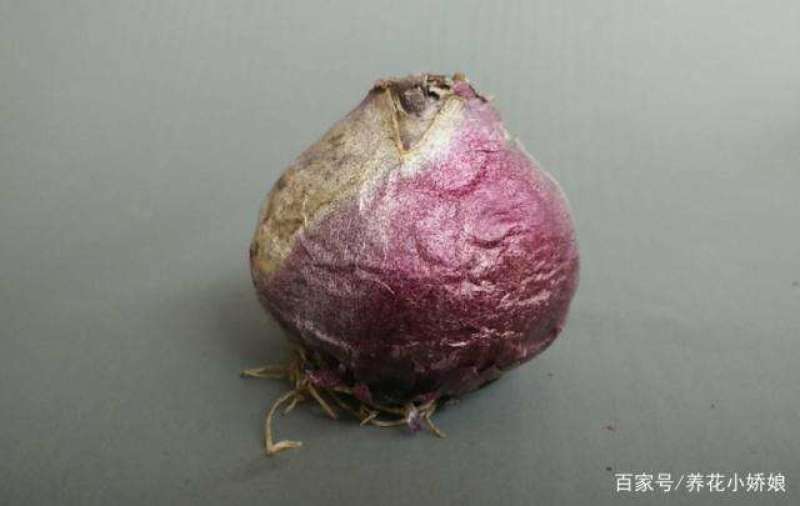 荷兰进口风信子种球球根盆栽土培水培植物家庭室内阳台花园种