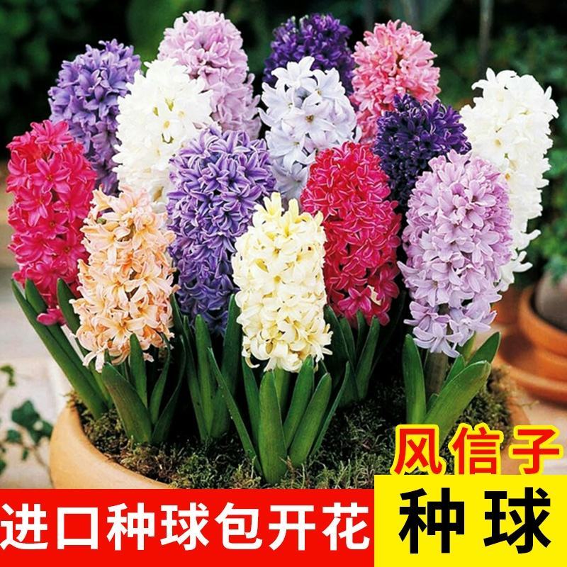 荷兰进口风信子种球球根盆栽土培水培植物家庭室内阳台花园种