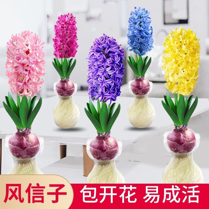 荷兰进口风信子种球球根盆栽土培水培植物家庭室内阳台花园种