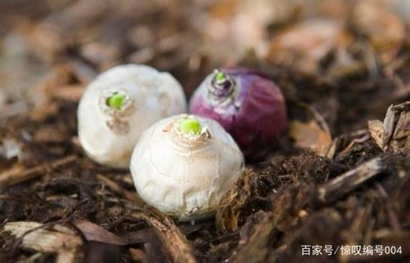 荷兰进口风信子种球球根盆栽土培水培植物家庭室内阳台花园种