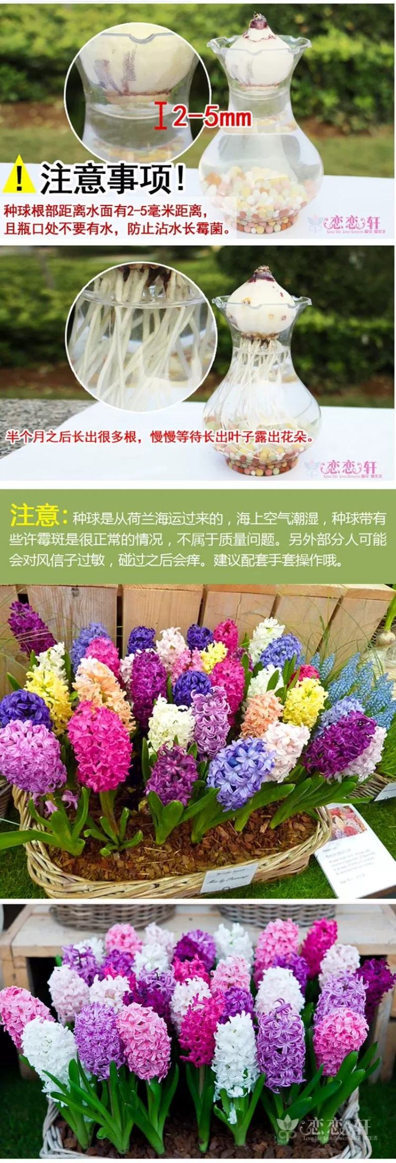 荷兰进口风信子种球球根盆栽土培水培植物家庭室内阳台花园种